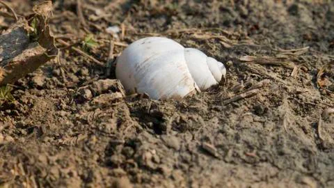 Single white snail shell in the ground. Foto stock
