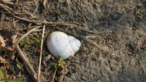 Single white snail shell in the ground. Foto stock