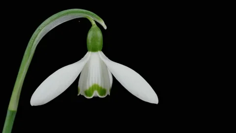 Single white snowdrop flower with black background - close up. 4K locked tripod Stock Footage 148953112