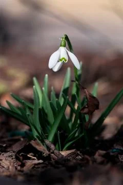 Single White Snowdrop Flower Stock Photos