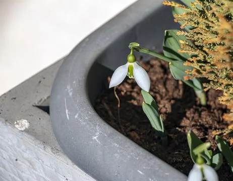 Single White Snowdrop Growing in Soil Inside a Garden Planter Stock Photos