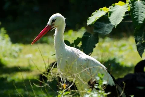 Single white stork 写真素材
