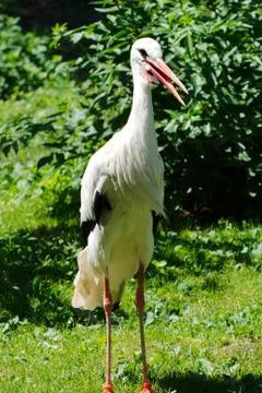 Single white stork 写真素材