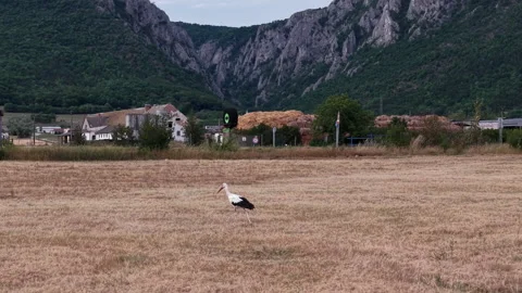 A single white stork walks across a dry, harvested field with a mountain range Stock Footage 341403820