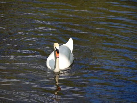 Single white swan front side view on the lake Stock Photos