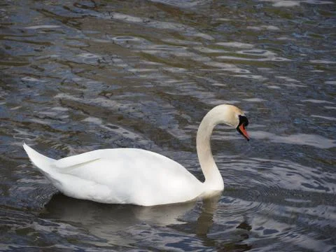 Single white swan Stock Photos