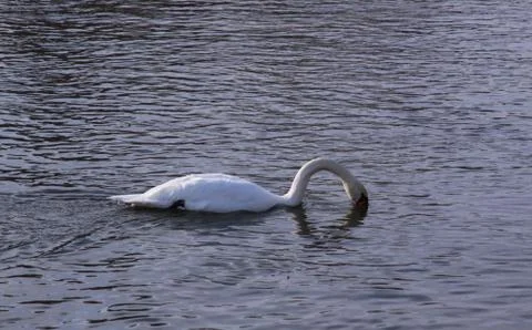 Single white swan river surface looking for food Stock Photos