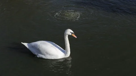 Single white swan swims on dark water in lake Stock Footage 62204953