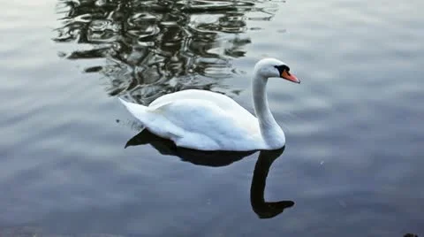 Single White Swan Swims Video stock 8972741