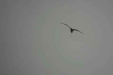 Single White tailed native tropic bird of Seychelles flying on cloudy day,  Stock Photos
