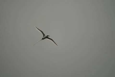 Single White tailed native tropic bird of Seychelles flying on cloudy day,  Stock Photos