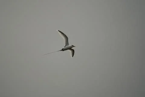 Single White tailed native tropic bird of Seychelles flying on cloudy day,  Stock Photos