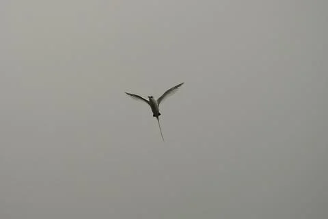 Single White tailed native tropic bird of Seychelles flying on cloudy day,  Stock Photos