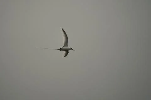 Single White tailed native tropic bird of Seychelles flying on cloudy day,  Stock Photos