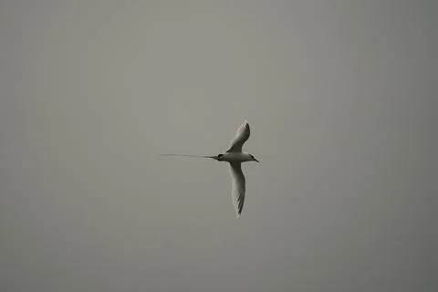 Single White tailed native tropic bird of Seychelles flying on cloudy day,  Stock Photos