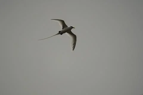Single White tailed native tropic bird of Seychelles flying on cloudy day,  Stock Photos