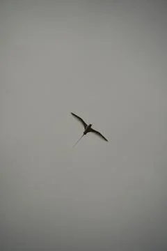 Single White tailed native tropic bird of Seychelles flying on cloudy day,  Stock Photos