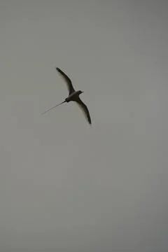 Single White tailed native tropic bird of Seychelles flying on cloudy day,  Stock Photos