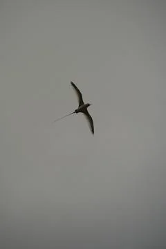 Single White tailed native tropic bird of Seychelles flying on cloudy day,  Stock Photos