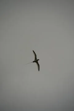 Single White tailed native tropic bird of Seychelles flying on cloudy day,  Stock Photos
