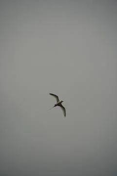 Single White tailed native tropic bird of Seychelles flying on cloudy day,  Stock Photos