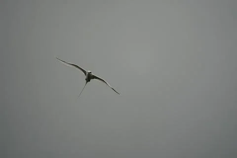 Single White tailed native tropic bird of Seychelles flying on cloudy day,  Foto stock