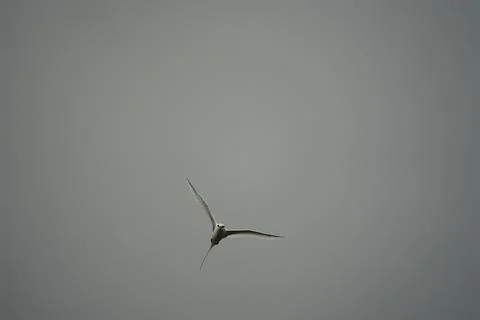 Single White tailed native tropic bird of Seychelles flying on cloudy day,  Stock Photos