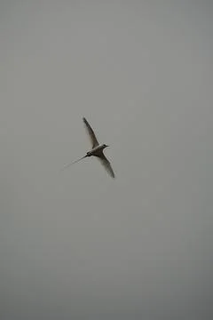Single White tailed native tropic bird of Seychelles flying on cloudy day,  Stock Photos