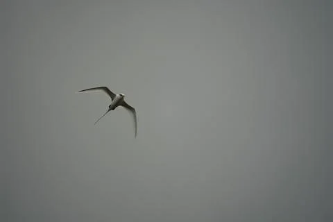 Single White tailed native tropic bird of Seychelles flying on cloudy day,  Foto stock