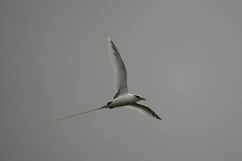 Single White tailed native tropic bird of Seychelles flying on cloudy day,  Foto stock