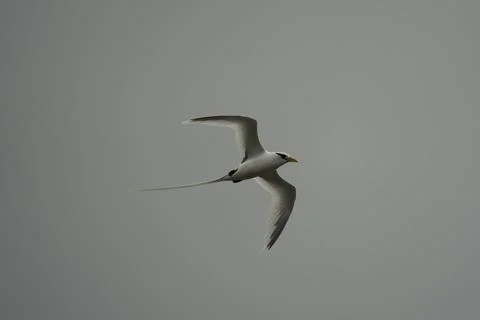 Single White tailed native tropic bird of Seychelles flying on cloudy day,  Stock Photos