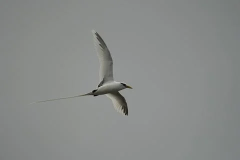 Single White tailed native tropic bird of Seychelles flying on cloudy day,  Stock Photos