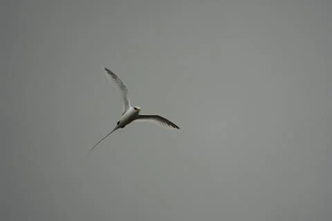 Single White tailed native tropic bird of Seychelles flying on cloudy day,  Stock Photos