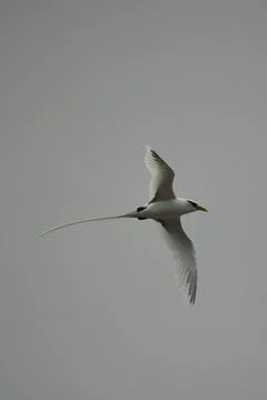 Single White tailed native tropic bird of Seychelles flying on cloudy day,  Stock Photos