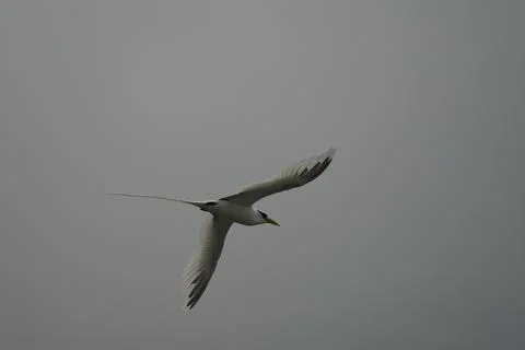 Single White tailed native tropic bird of Seychelles flying on cloudy day,  Stock Photos