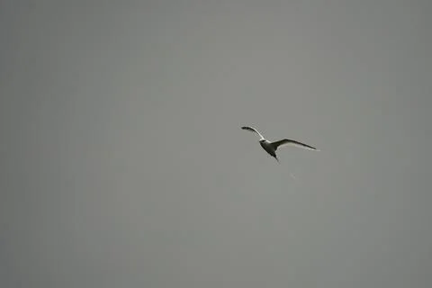 Single White tailed native tropic bird of Seychelles flying on cloudy day,  Stock Photos