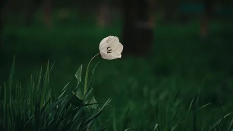 A single white tulip Stock Footage 88815475