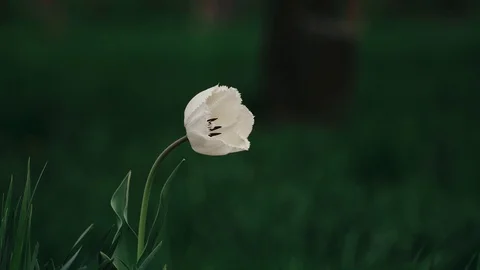 A single white tulip Stock Footage 88815519