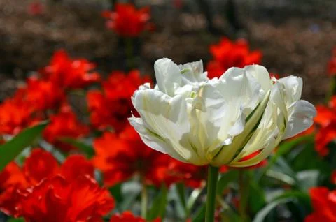 Single white tulip Stock Photos