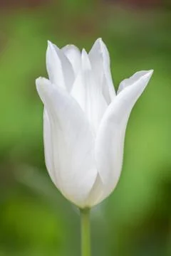 Single white tulip Stock Photos