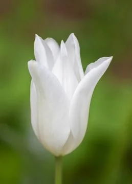 Single white tulip Stock Photos