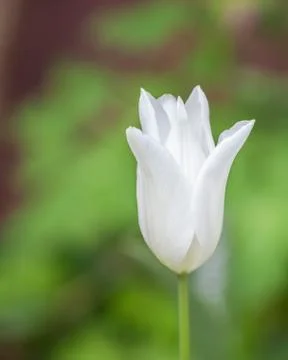 Single white tulip Stock Photos