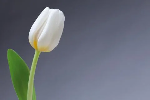 Single white tulip Stock Photos