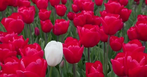 Single white tulip standing out among vivid red tulips Stock Footage 342343438