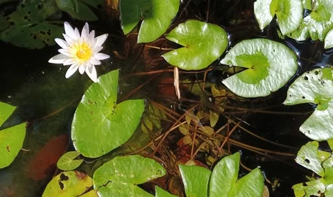 Single White Water Lily Lotus Flower Swaying in Wind on Garden Pond 스톡 동영상 344745683