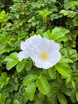 Single White Wild Rose in Full Bloom Close-Up Stock Photos