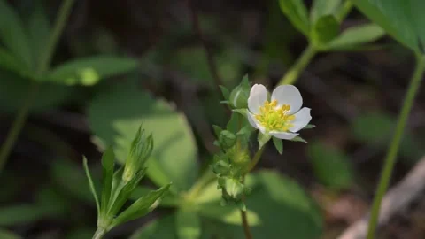A single white wild strawberry flower with yellow stamen moving in a light wind Stock Footage 317325415