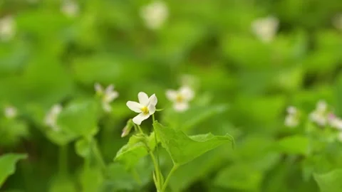 A single white wild violet flower moving in a light wind with out of focus Stock Footage 221190109