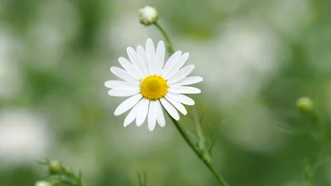 Single white yellow chamomile flower, Anthemis arvensis Stock Footage 156521279