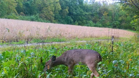 Single whitetail deer yearling munching on a food plot next to a mature Stock Footage 168417850